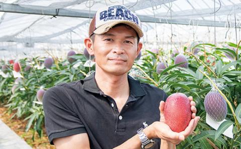 【ANA限定】西都産完熟マンゴー3L×2玉 ひだか農園＜1.8-4＞先行予約 2025年発送 果物 フルーツ くだもの 宮崎県西都市