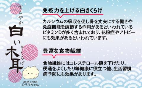 国産粉末『白いきくらげ』1000ｇ 宮崎県西都市産【3月10日受付終了】＜17-2＞木耳 キクラゲ 乾物 宮崎県西都市