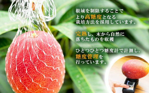 先行予約【長友農園】訳あり家庭用完熟マンゴー1kg 2～3玉 宮崎県西都 産生産者直送 宮崎県 完熟マンゴー　2026年発送＜1.2-59＞