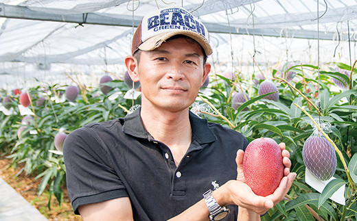 《先行予約》ひだか農園「訳あり」完熟マンゴー（900ｇ以上）　宮崎県西都市産＜1.2-47＞2026年発送 果物 くだもの フルーツ 宮崎県西都市