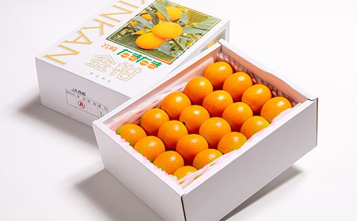 【先行予約】糖度16度以上　「宮崎完熟きんかんたまたま」1kg　宮崎県西都市産 2026年発送＜1-136＞