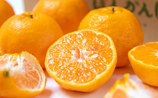  ぽんかん5kg 12月発送開始 宮崎県西都産 宝財原 やのぽんかん園 【先行予約】＜1.4-9＞ポンカン