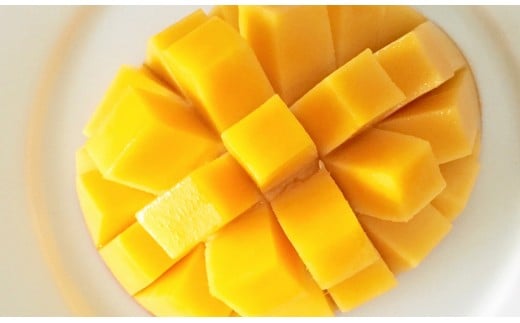 【先行予約】西都産完熟マンゴー 2L×2玉　鉢植栽培　2026年発送分＜1.5-130＞果物 くだもの フルーツ 宮崎県西都市 4月下旬～8月中旬の順次発送