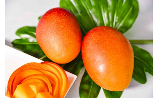 【先行予約】杉田農園 訳あり 西都市産 ご家庭用完熟マンゴー（２玉～3玉） 生産者直送 宮崎マンゴー　2026年発送＜1.3-25＞