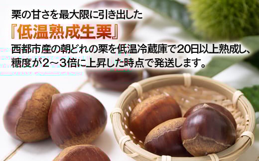 低温熟成栗 国産生栗1.5kg 糖度２～３倍  西都市産＜1.5-220＞くり 栗  国産 生栗 果物 フルーツ 栗きんとん スイーツに