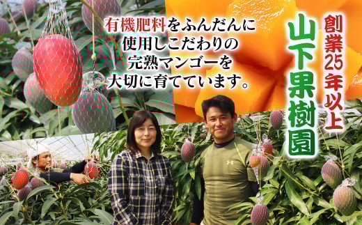 【先行予約】山下果樹園 ご家庭用完熟マンゴー1kg（3～5玉）2026年発送<1.5-25>果物 くだもの フルーツ 西都市 宮崎県