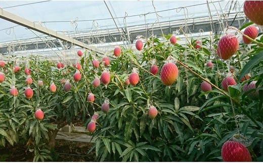 【先行予約】糖度13度以上　宮野原農園 スターズマンゴー2L×3個完熟マンゴー 生産者直送＜2-107＞2026年発送