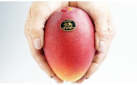 【先行予約】『川崎農園』完熟マンゴー 西都市 産生産者直送 2026年発送＜1.7-46＞