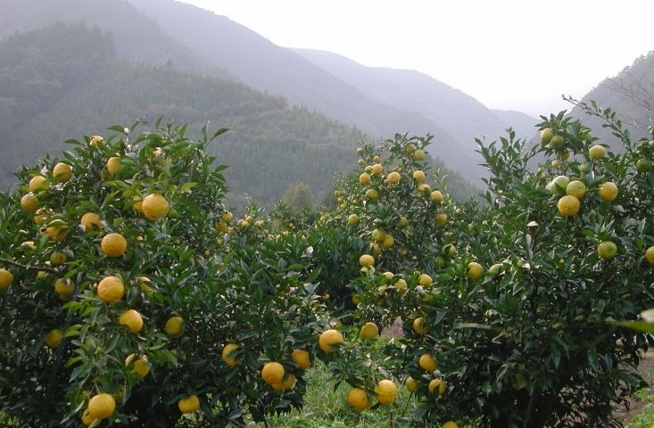 ＜銀鏡1000年応援団＞ゆず製品詰め合わせ【3月11日終了】<1-73>