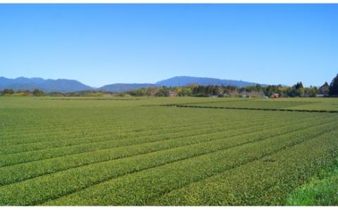 茶臼原で育った緑茶「十次茶」3袋セット　石井十次の会<1-41>