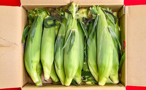 朝どれスイートコーン ゴールドラッシュ5kg（14本～16本） 農産物直売所『新鮮市場いろどり』≪先行予約≫＜1-209＞