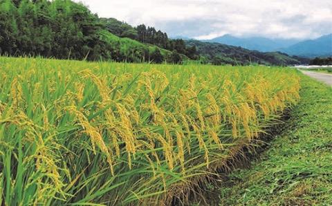 令和4年産新米コシヒカリ6kgとゆず加工品セット＜1-176＞