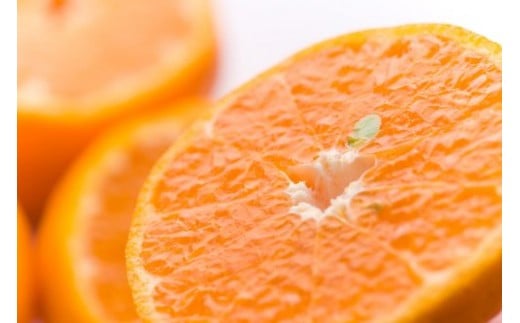  ぽんかん5kg 12月発送開始 宮崎県西都産 宝財原 やのぽんかん園 【先行予約】＜1.4-9＞ポンカン