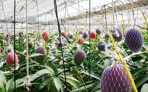 《先行予約》ひだか農園「訳あり」完熟マンゴー（900ｇ以上）　宮崎県西都市産＜1.2-47＞2026年発送 果物 くだもの フルーツ 宮崎県西都市