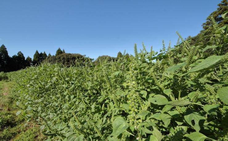【毎日の健康に】えごま茶（ティーパック　平型）宮崎県西都市産＜1-112＞