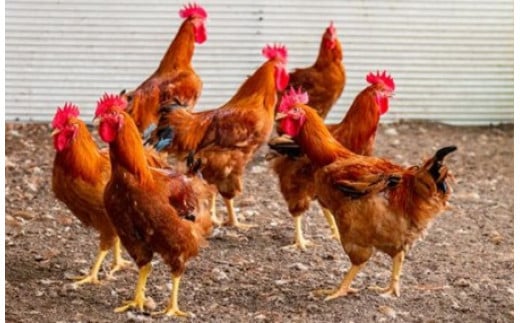 「妻地鶏」もも肉カット30【合計1.05ｋｇ】　小分け（150ｇ×7パック）＜1-241＞