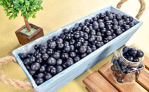 【先行予約】朝どれ！新鮮生ブルーベリー1kg（250g×4パック） 西都ブルーベリー農園 小分け＜1.2-36＞