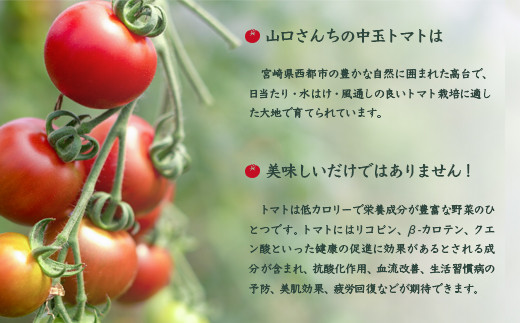 山口さんちの中玉トマト 約2ｋｇ シンディースイート 宮崎県西都市産とまと【先行予約】＜1-280＞★