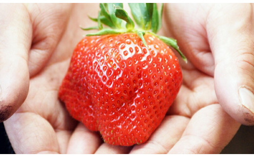 【先行予約】大粒厳選いちご やよいひめ 900g（450g×２パック）苺大野屋 宮崎県西都市＜3-51＞苺 いちご 果物 くだもの フルーツ 贈答用 ギフト 大粒900ｇ(450ｇ×2パック)【寄附額30,000円】