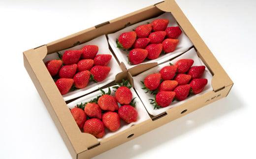 苺大野屋「やよいひめ＆さがほのか」厳選いちご 食べ比べセット 250g×４パック 約１kg 宮崎県 西都市産＜2-105＞果物 くだもの フルーツ 宮崎県 西都市