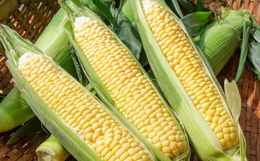 【先行予約】朝どれスイートコーン『ゴールドラッシュ』約7kg（20本）西都市産＜1-9＞2026年発送　とうもろこし 野菜