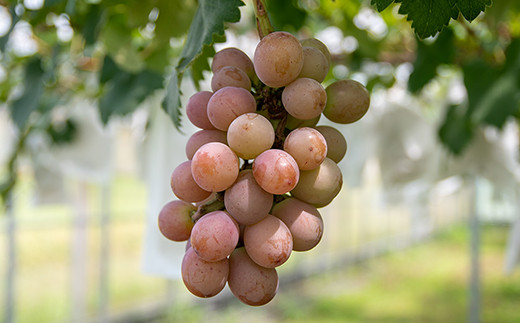 シャインマスカット＆クイーンニーナ 食べ比べセット 2.2kg（3～7房）西都産完熟ぶどう《先行予約・2025年発送》＜2-3＞ぶどう ブドウ 果物 くだもの フルーツ 宮崎県西都市