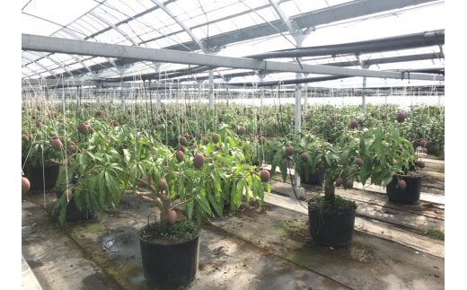 【先行予約】西都産完熟マンゴー 大玉4Lサイズ×2玉　鉢植栽培　2026年発送＜2.5-26＞果物 くだもの フルーツ 高級フルーツ 宮崎県西都市