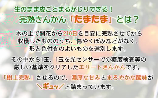 【先行予約】糖度18度以上　宮崎金柑の最高級ブランド『完熟きんかんたまたまエクセレント』1kg　2026年発送＜1.7-27＞