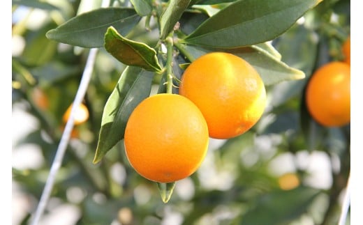 【先行予約】糖度16度以上　「宮崎完熟きんかんたまたま」1kg　宮崎県西都市産 2026年発送＜1-136＞