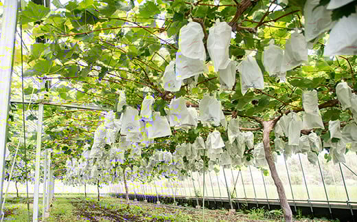 シャインマスカット1.0kg（2～3房）西都産完熟ぶどう【先行予約】水間ぶどう園＜1.1-23＞西都市 フルーツ 果物 くだもの ぶどう ブドウ 宮崎県