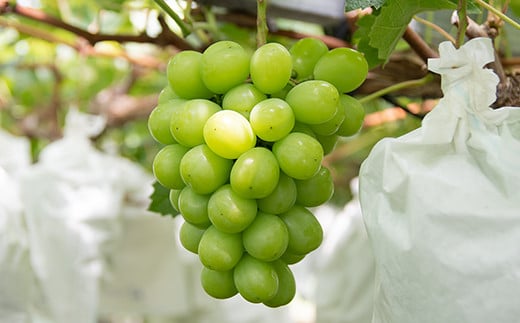 シャインマスカット＆翠峰 食べ比べセット2.2kg（3～7房）完熟ぶどう《先行予約・2025年発送》＜2-4＞ぶどう ブドウ 果物 くだもの フルーツ 宮崎県西都市