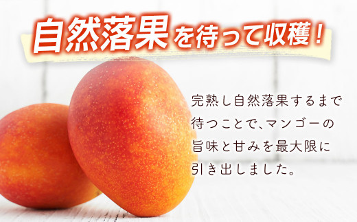 【先行予約】西都市産完熟マンゴー2Ｌ×2玉 W＜1.2-39＞2026年発送 果物 くだもの フルーツ 宮崎県 西都市