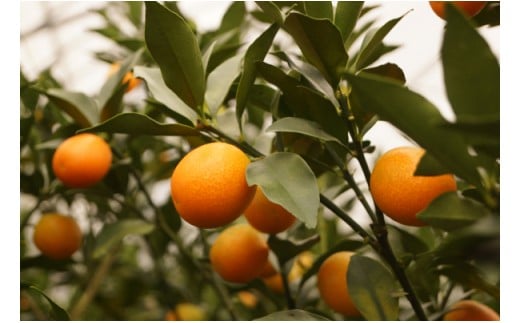 【先行予約】糖度16度以上！『完熟きんかんたまたま』1kg　宮崎県西都市産＜1-136＞