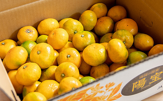 【糖度12度以上】みかん「南国の陽蜜・陽宝」5kg　宮崎県西都産【先行予約】＜1.5-169＞