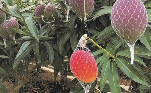 完熟マンゴー・スイートコーン入り野菜セット＜2-80＞