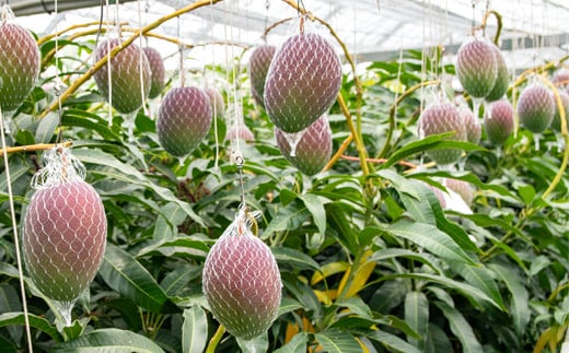 長友農園 完熟マンゴー3L×2玉 糖度14度以上 宮崎県西都産【2025年発送】＜1.7-44＞果物 くだもの フルーツ 宮崎県西都市