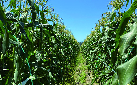 【先行予約・数量限定】完熟マンゴー スイートコーン入り 農家直送新鮮野菜詰め合わせセット＜3-10＞2025年発送 野菜 果物 くだもの フルーツ 宮崎県西都市