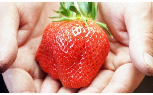 苺大野屋　やよいひめドライ苺　プチ缶3個セット＜1-221＞果物 くだもの フルーツ イチゴ いちご ギフト 宮崎県西都市