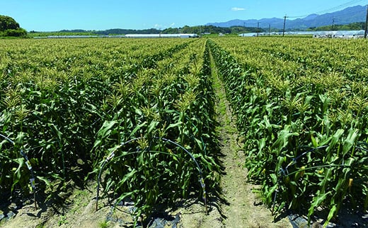 【3回定期便】西都市旬の特産詰め合わせセット 1月発送開始 マンゴー・野菜・スイートコーンなど＜4-4＞定期便 野菜 果物 フルーツ 宮崎県西都市