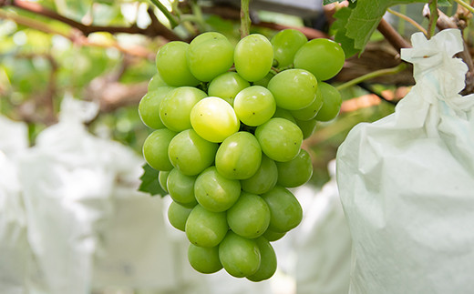 シャインマスカット＆クイーンニーナ 食べ比べセット 2.2kg（3～7房）西都産完熟ぶどう《先行予約・2025年発送》＜2-3＞ぶどう ブドウ 果物 くだもの フルーツ 宮崎県西都市