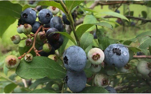 『古代の風』無農薬ブルーベリージャム　150g×3個＜1-55＞