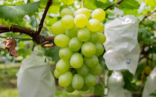 シャインマスカット＆翠峰 食べ比べセット2.2kg（3～7房）完熟ぶどう《先行予約・2025年発送》＜2-4＞ぶどう ブドウ 果物 くだもの フルーツ 宮崎県西都市