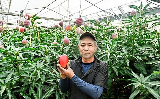 【ANA限定】西都市産完熟マンゴー2玉（900g～1kg）薗田農園 【先行予約】＜1.8-29＞2026年発送 果物 フルーツ くだもの 宮崎県 西都市