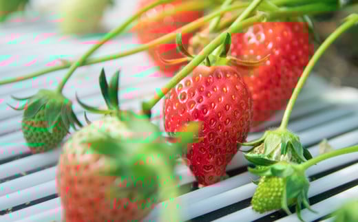 【先行予約】大粒厳選いちご やよいひめ 900g（450g×２パック）苺大野屋 宮崎県西都市＜3-51＞苺 いちご 果物 くだもの フルーツ 贈答用 ギフト 大粒900ｇ(450ｇ×2パック)【寄附額30,000円】