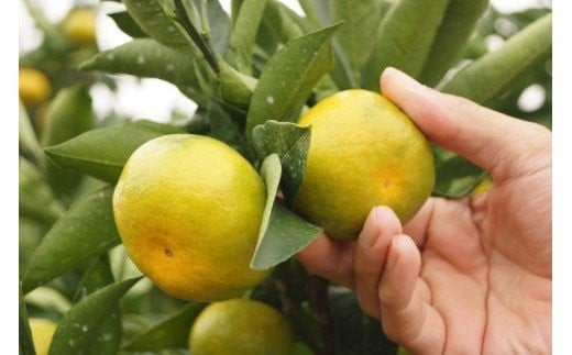 【糖度12度以上】みかん「南国の陽蜜・陽宝」5kg　宮崎県西都産【先行予約】＜1.5-169＞