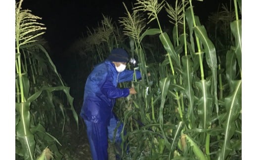 【先行予約】西都市産 河野農園 スイートコーン『ゴールドラッシュ』約6kg＜1-42＞2026年発送予定 野菜 とうもろこし 宮崎県西都市