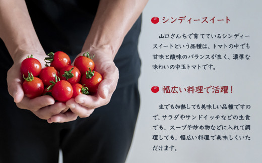山口さんちの中玉トマト 約2ｋｇ シンディースイート 宮崎県西都市産とまと【先行予約】＜1-280＞★