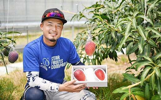 【ANA限定】西都市産完熟マンゴー3Ｌ×2玉（約900ｇ）スターフルーツカンパニー【先行予約】＜1.8-26＞2026年発送分 果物 くだもの フルーツ 宮崎県西都市