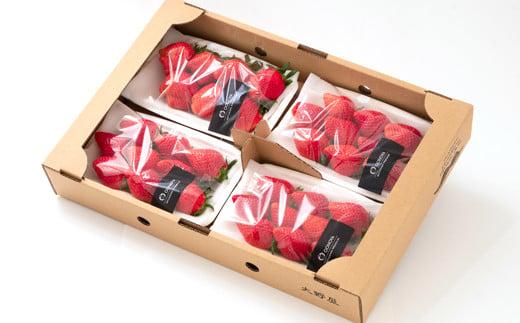 苺大野屋「やよいひめ＆さがほのか」厳選いちご 食べ比べセット 250g×４パック 約１kg 宮崎県 西都市産＜2-105＞果物 くだもの フルーツ 宮崎県 西都市