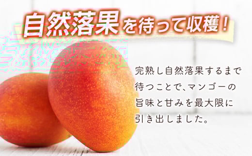 【先行予約】西都市産完熟マンゴー3Ｌ×2玉 2026年発送＜1.5-132＞W 宮崎県 西都市 果物 フルーツ